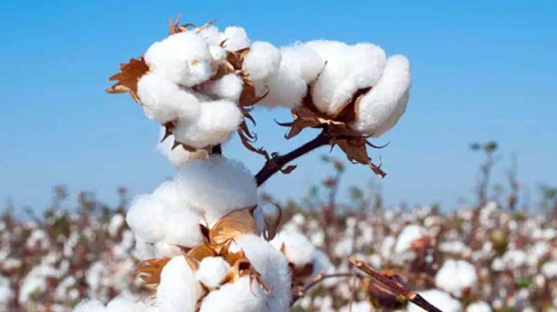 cotton cotton