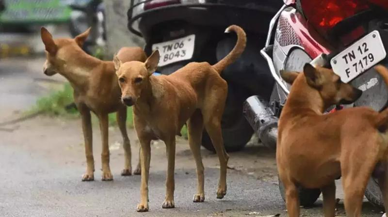 In front of the mother, the dogs nibbled and ate the innocent, the intestines came out In front of the mother, the dogs nibbled and ate the innocent, the intestines came out