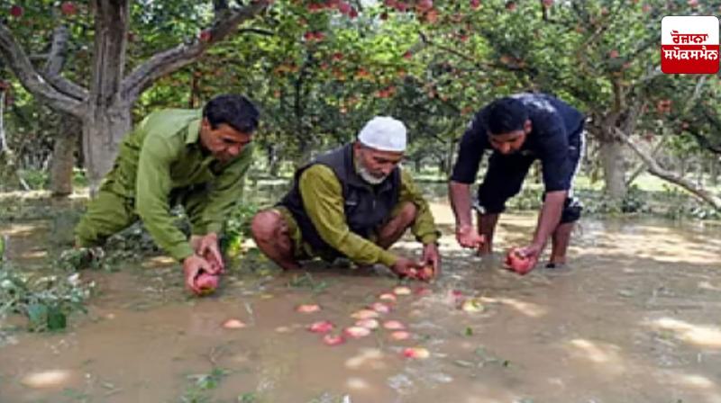 Floods destroy paddy and apple crops in south Kashmir Floods destroy paddy and apple crops in south Kashmir