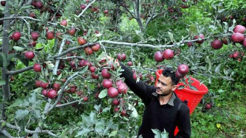 Offered ‘low rates’ by Adani, apple growers in Himachal turn to APMCs Offered ‘low rates’ by Adani, apple growers in Himachal turn to APMCs