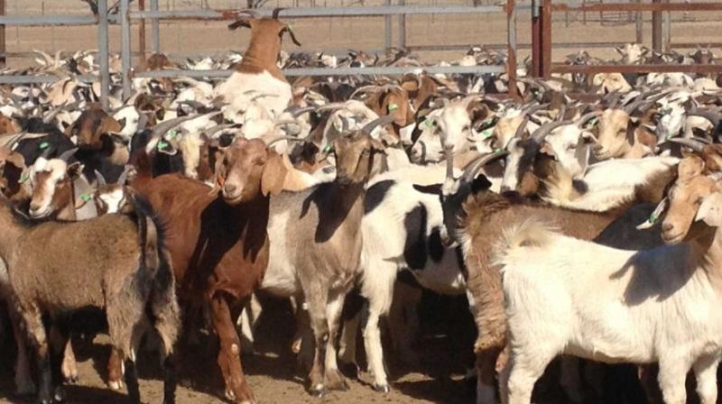 Goats Goats