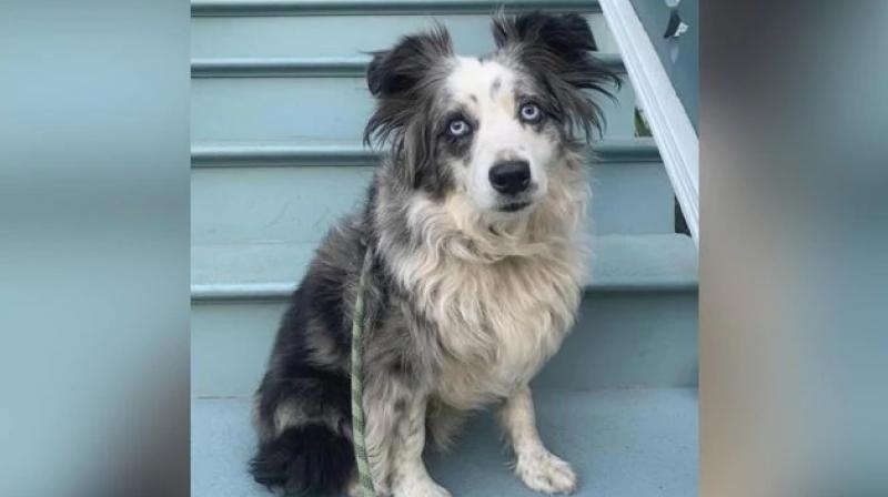 Dog Lost Dog Lost