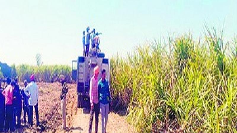 25 acres sugarcane crop burnt