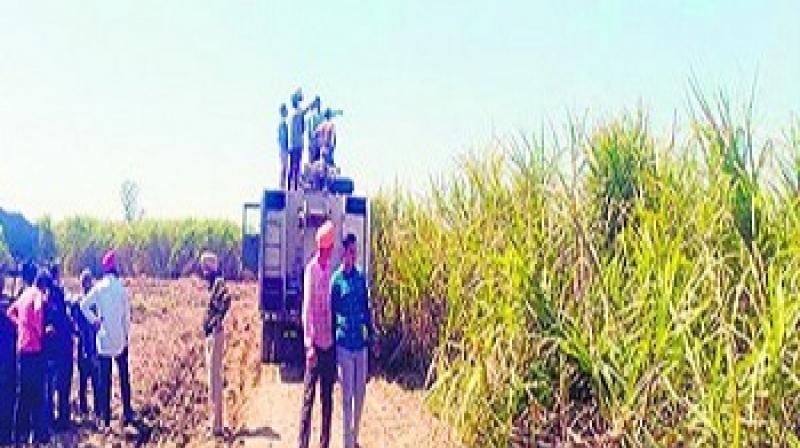 25 acres sugarcane crop burnt 25 acres sugarcane crop burnt
