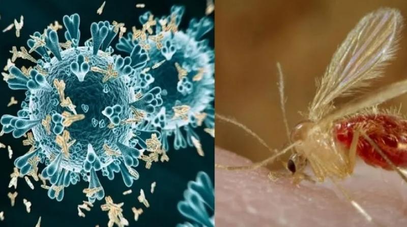Chandipura Virus: Dangerous virus rages in Gujarat, 4 children die Chandipura Virus: Dangerous virus rages in Gujarat, 4 children die