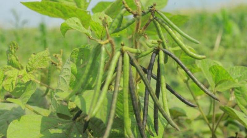 Information about the cultivation of peanuts Information about the cultivation of peanuts