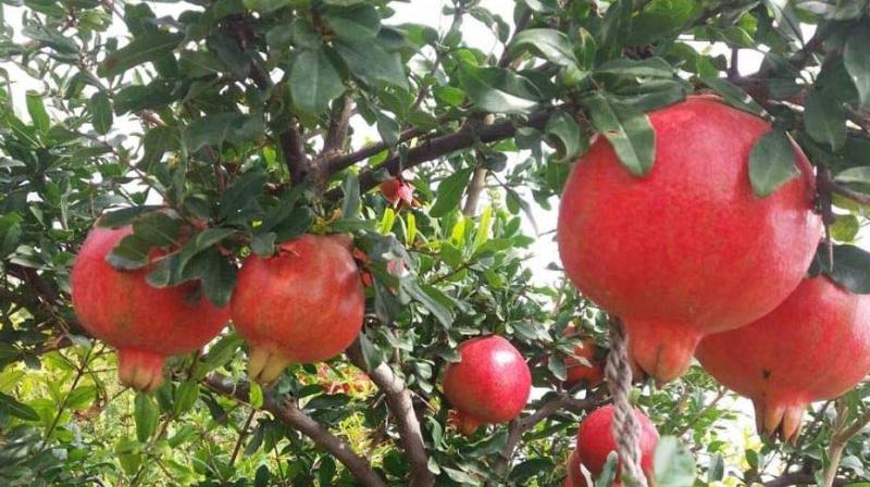 Pomegranate Cultivation 