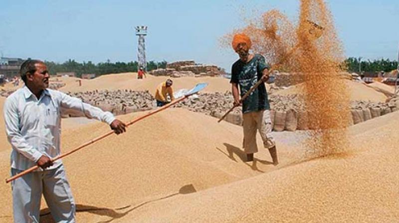All arrangements in place for wheat procurement from 1st April All arrangements in place for wheat procurement from 1st April