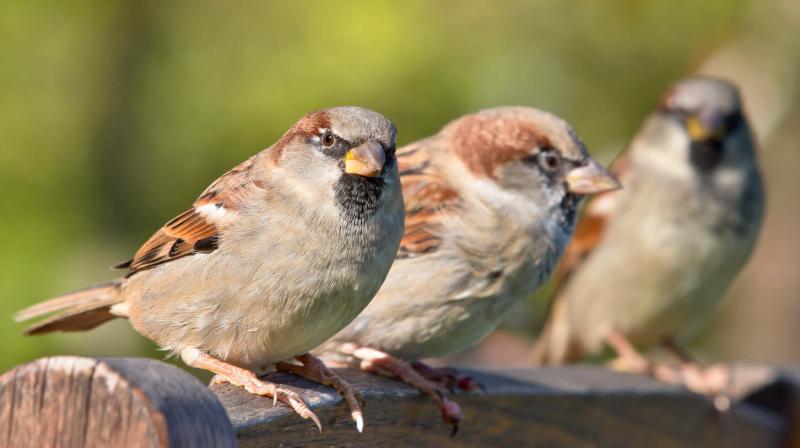 Sparrows Sparrows