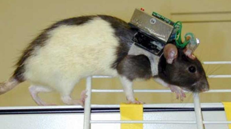 'Rats' will join the Indian Army: DRDO's project will become a call for enemies... 'Rats' will join the Indian Army: DRDO's project will become a call for enemies...