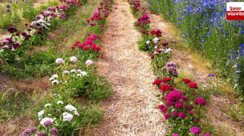 Flower farming is extremely profitable for farmers Farming News: Flower farming is extremely profitable for farmers Farming News: