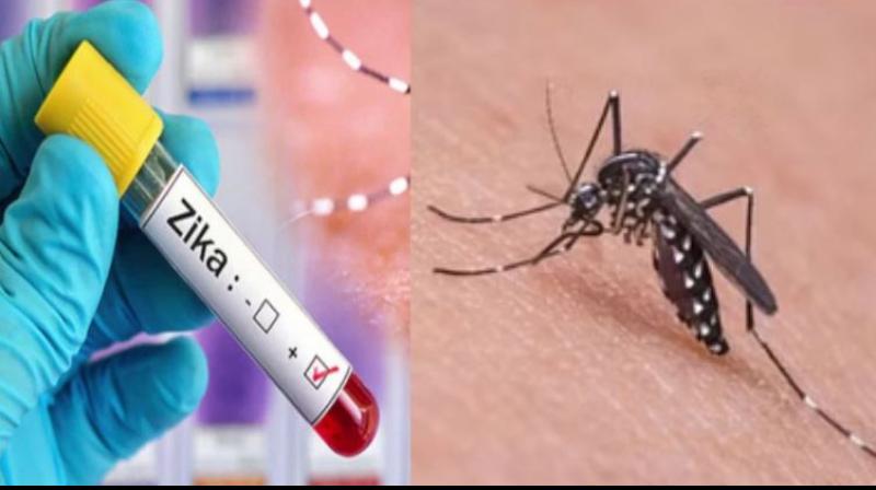 Zika Virus Cases Zika Virus Cases