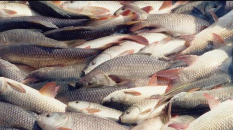 fishes fishes