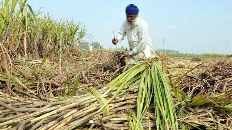 Sugarcane Farmers Sugarcane Farmers