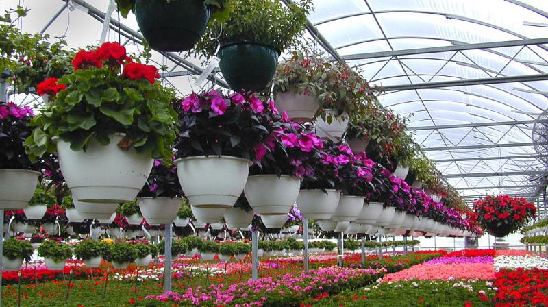Floriculture Floriculture