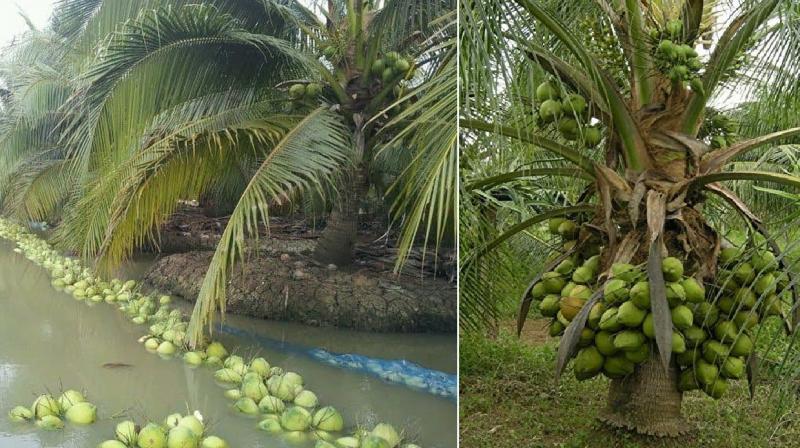 Coconut Agriculture Coconut Agriculture