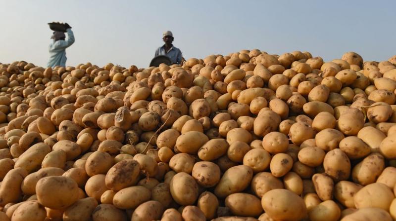 potatoes prices potatoes prices