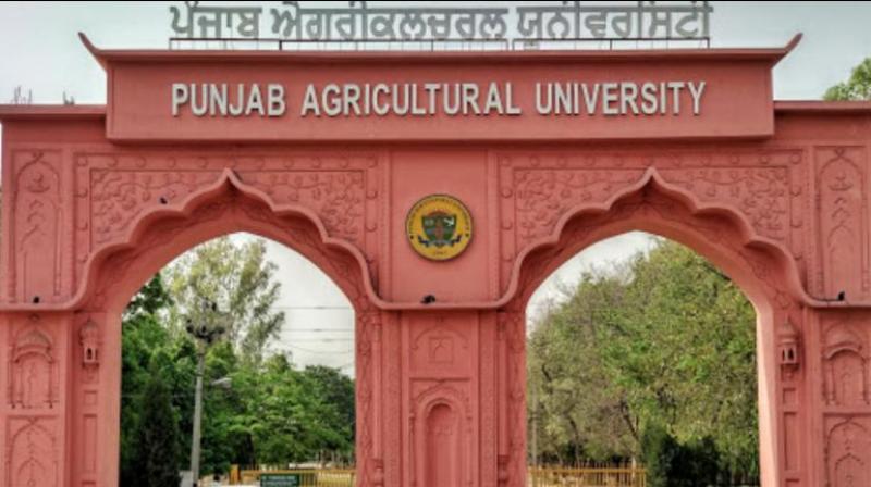 punjab agriculture university punjab agriculture university