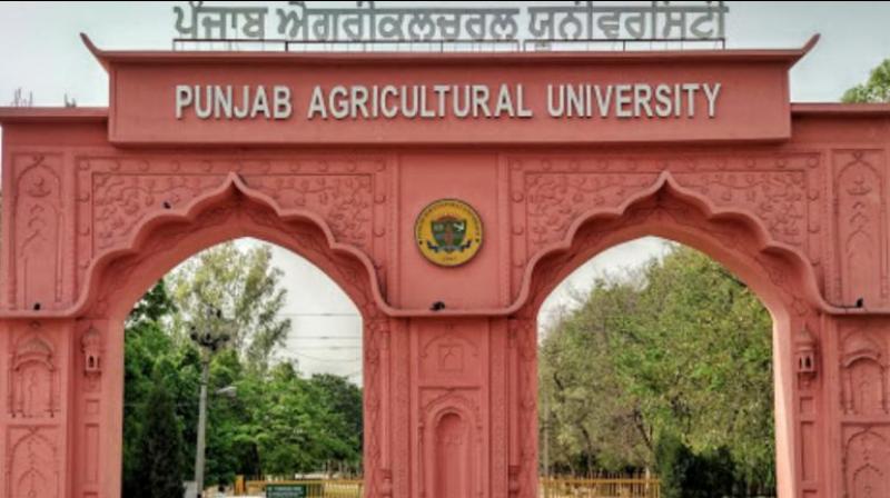 punjab agriculture university