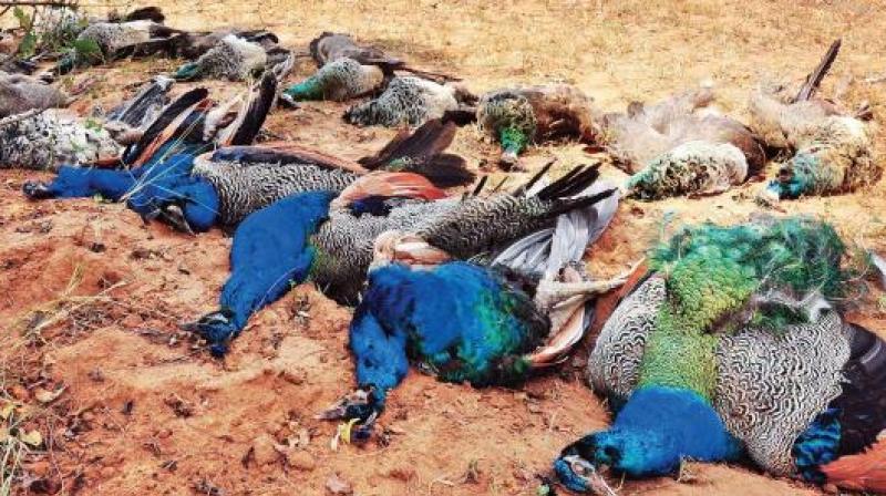 Peacock Death
