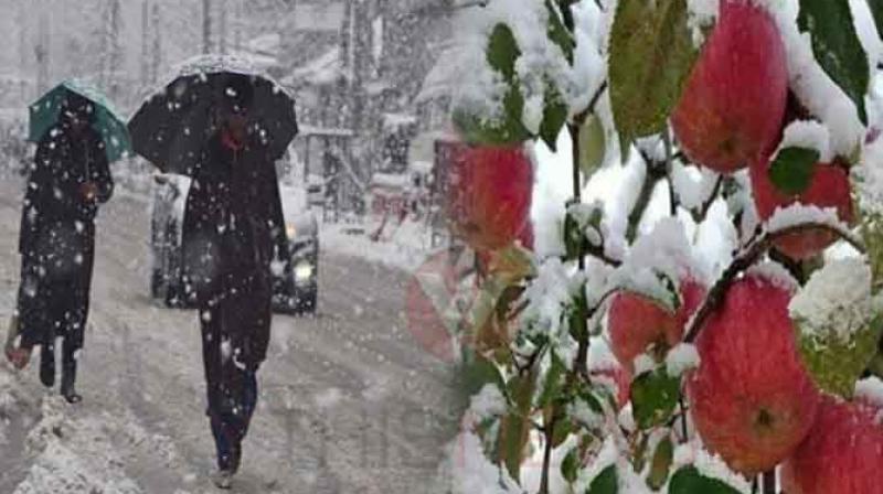   Snowfall in Kashmir damages apple orchards