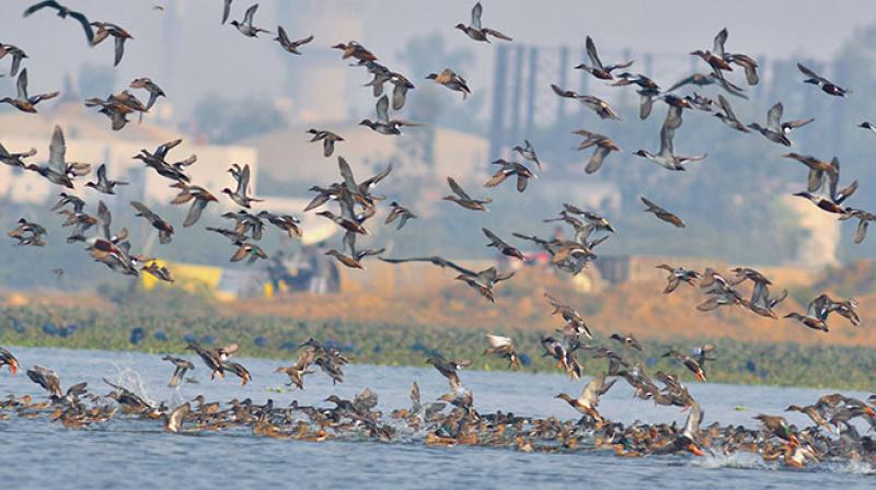 migratory birds