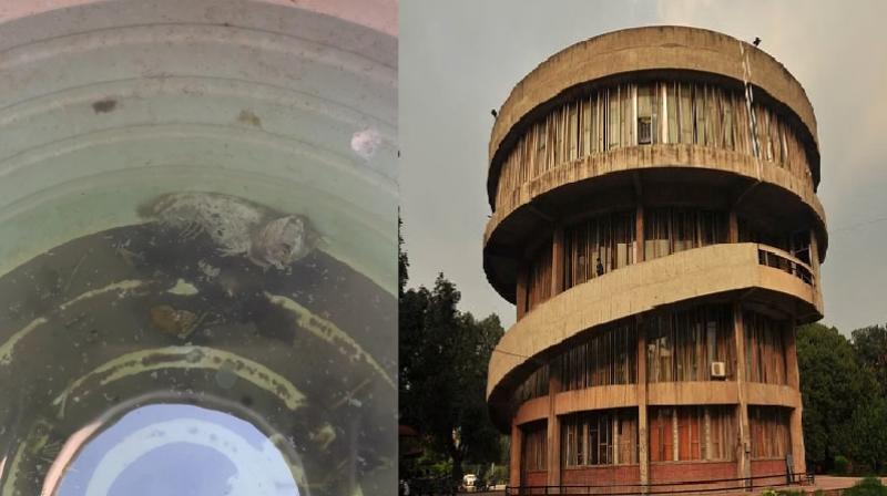 Animal bones found in water tank at Panjab Univeristy’s arts block 1 Animal bones found in water tank at Panjab Univeristy’s arts block 1