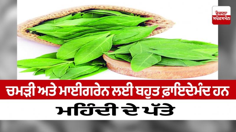 Mehndi leaves are very beneficial for skin and migraine Mehndi leaves are very beneficial for skin and migraine