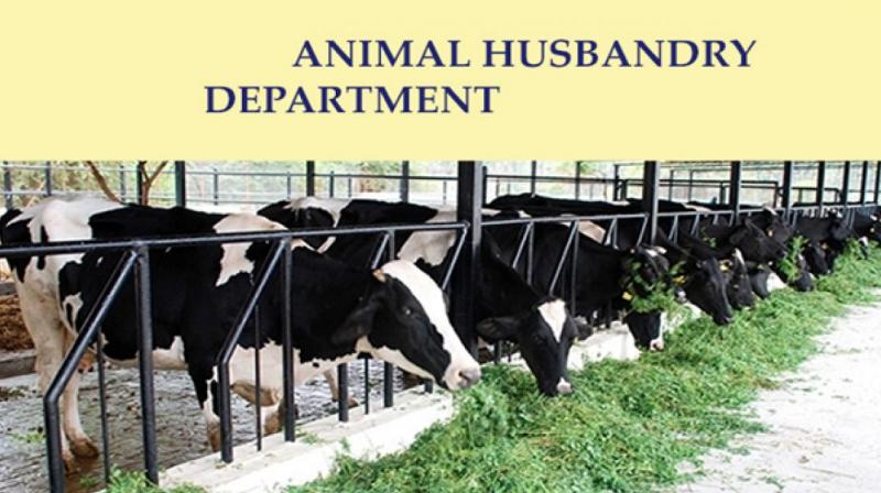 Animal Husbandry Department Animal Husbandry Department