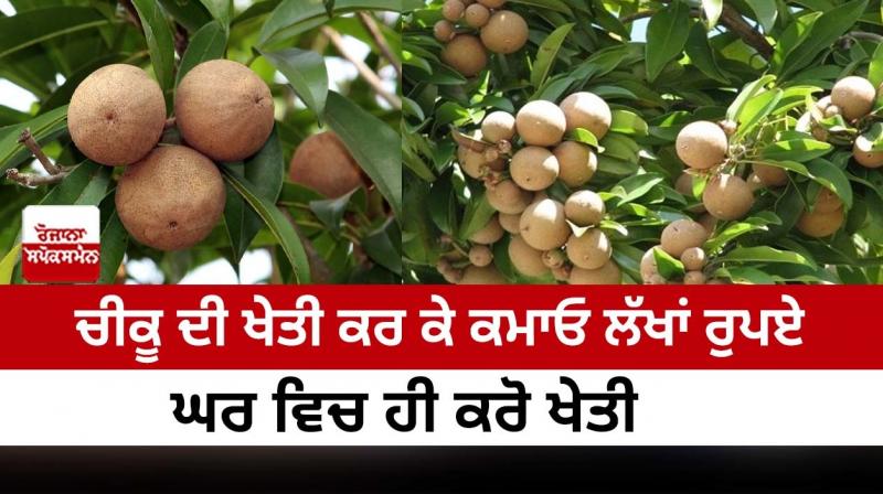 Earn lakhs of rupees by farming Chiku, do farming at home Earn lakhs of rupees by farming Chiku, do farming at home