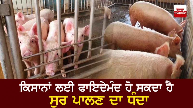Pig farming can be beneficial for farmers Pig farming can be beneficial for farmers