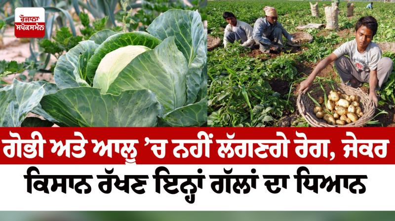 Cabbage and potato diseases Farming News in punjabi 