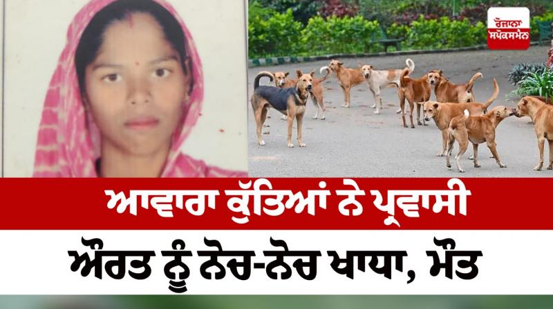 Stray dogs devoured the migrant woman Sultanpur Lodhi news in punjabi Stray dogs devoured the migrant woman Sultanpur Lodhi news in punjabi