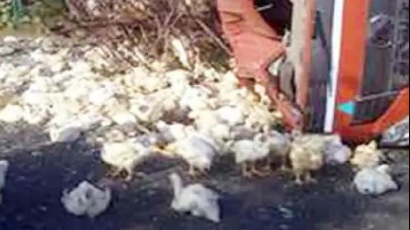 3400 chickens died due to collision with a truck pole Haryana News in punjabi 3400 chickens died due to collision with a truck pole Haryana News in punjabi