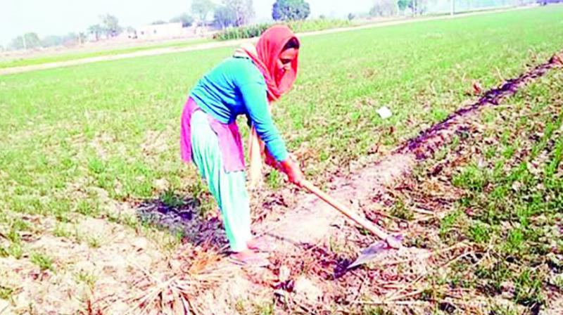 Daughter working in the fields