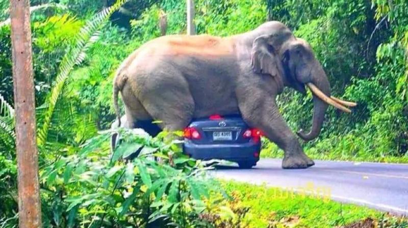 Elephant sit On Moving Car Viral Video