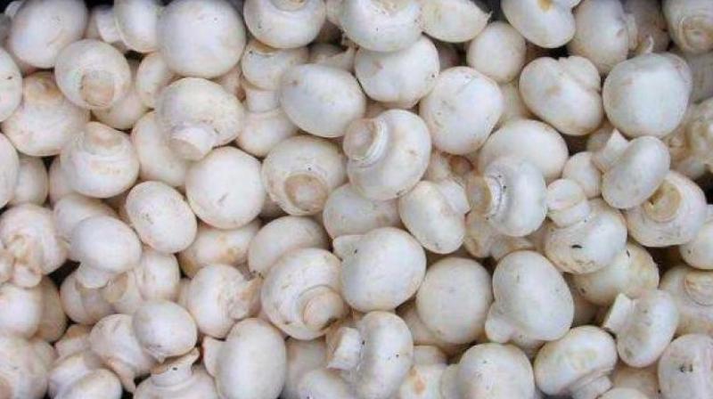 'Mushroom' cures many diseases from the root Health News 'Mushroom' cures many diseases from the root Health News