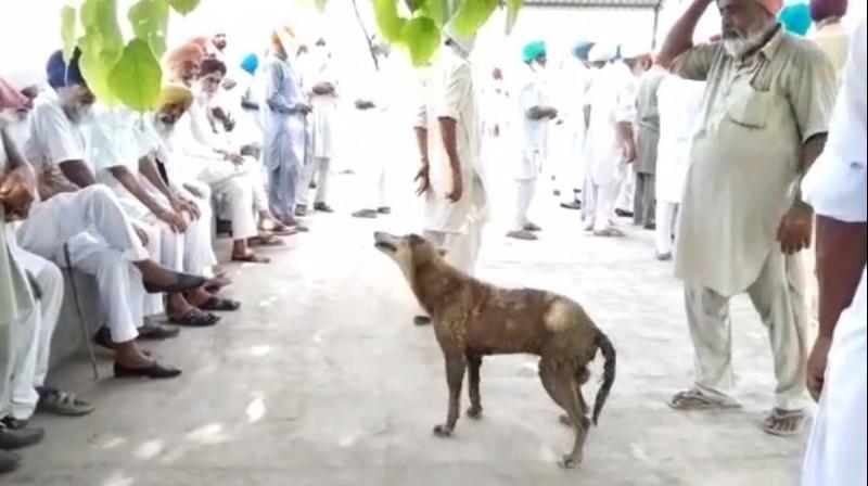This dog became an example of loyalty This dog became an example of loyalty