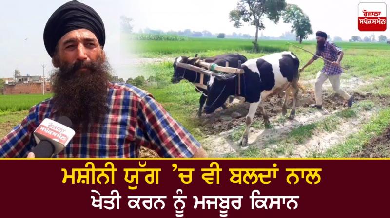 Farmers are forced to cultivate with oxen Farmers are forced to cultivate with oxen