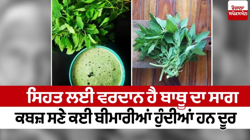 Bathu green is a boon for health, many diseases including constipation are removed Health News in punjabi 