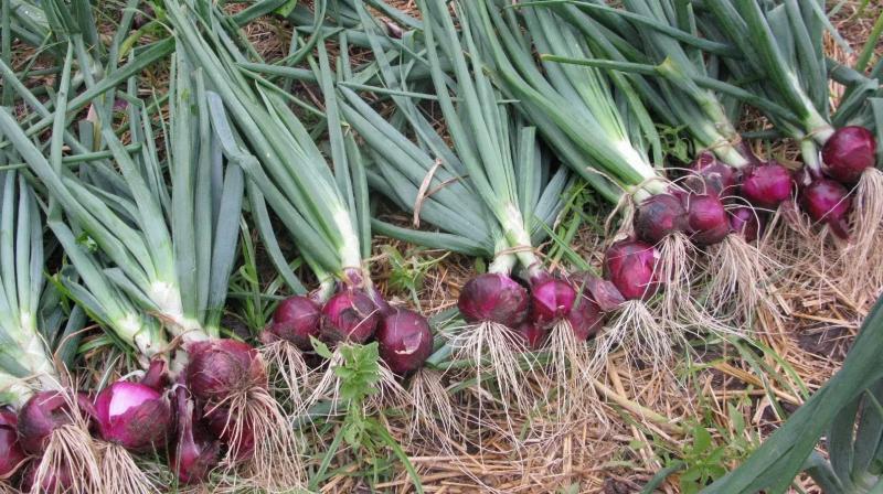 General increased income of onion farms
