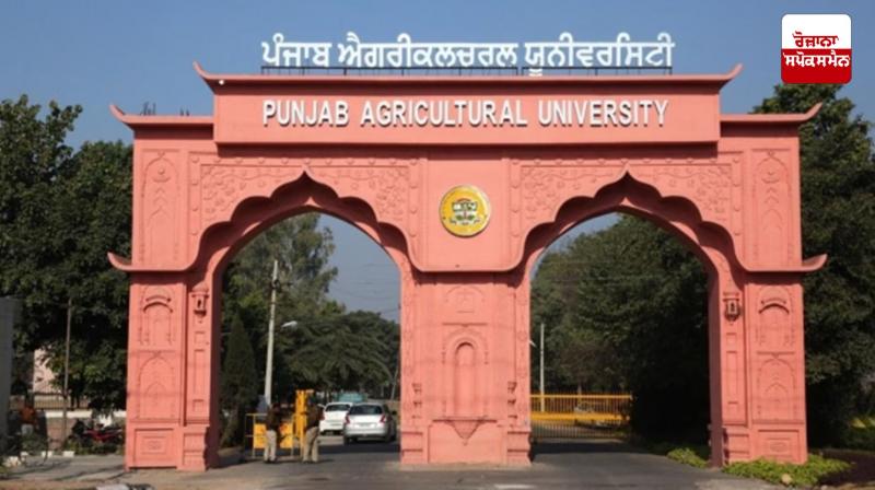 Punjab government bans hybrid and Pusa 144 varieties of paddy Punjab government bans hybrid and Pusa 144 varieties of paddy