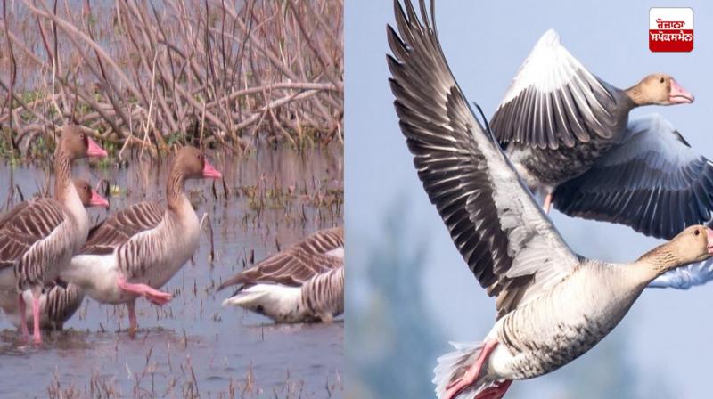 The Number of Migratory Birds in Keshopur Chhambh has Crossed 13,000 Latest News in Punjabi The Number of Migratory Birds in Keshopur Chhambh has Crossed 13,000 Latest News in Punjabi