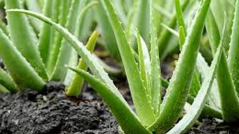 Aloevera Aloevera