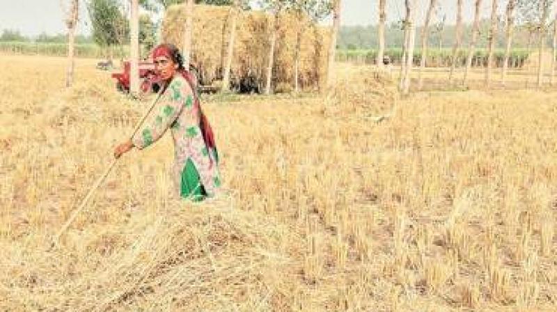 200 biomass was to be installed by the Congress government for the disposal of straw 200 biomass was to be installed by the Congress government for the disposal of straw