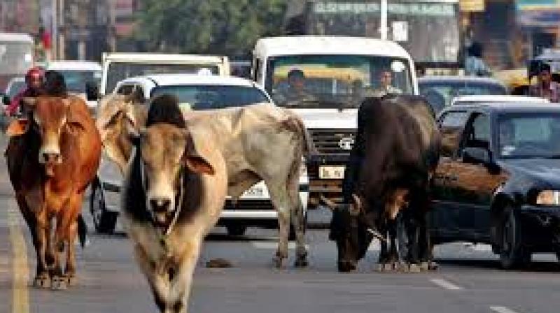 Stray Cattle Stray Cattle