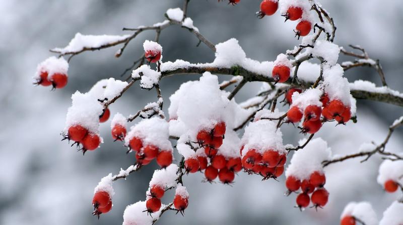 Winter weather fruit shrubs