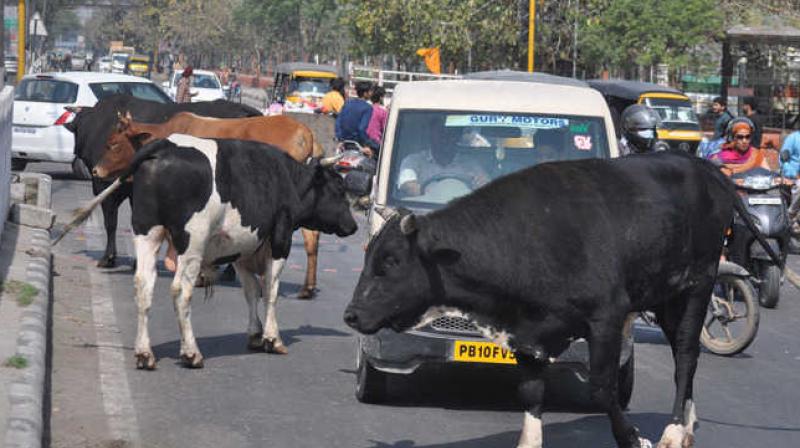 Ferozepur stray animals