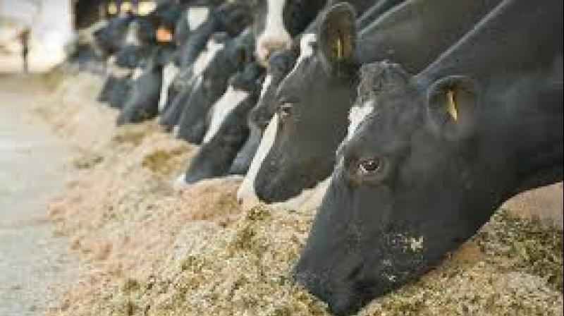 cattles cattles