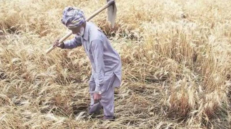 Punjab farmers